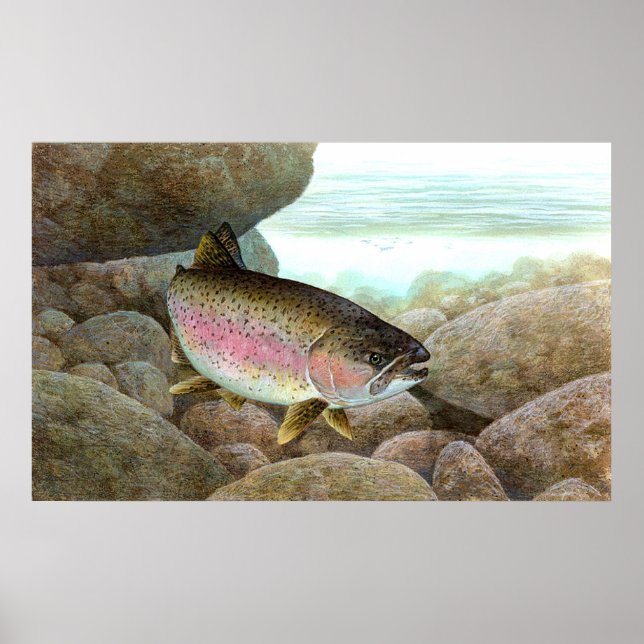 Rainbow Trout Poster (Front)