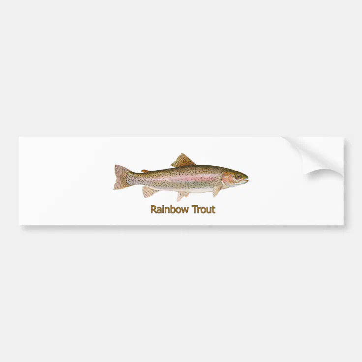 Rainbow Trout (titled) Bumper Sticker Zazzle