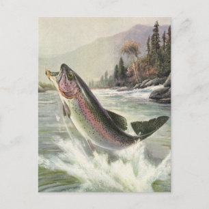 Rainbow Trout, Vintage Fisherman Fishing for Fish Postcard