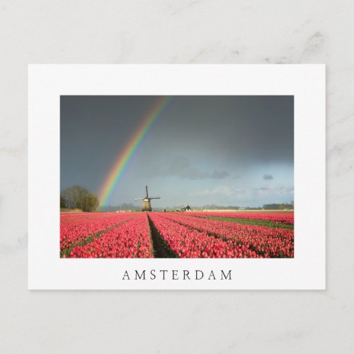 Rainbow tulips and windmill Amsterdam postcard