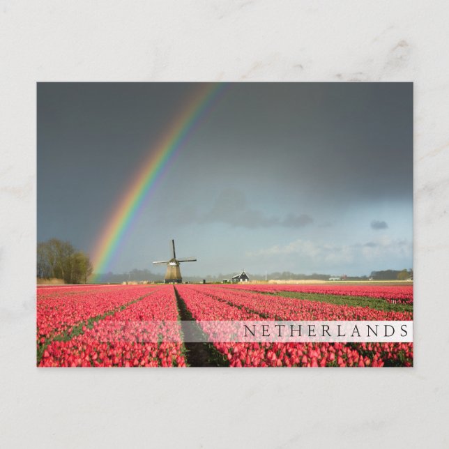 Rainbow, tulips and windmill bar postcard (Front)