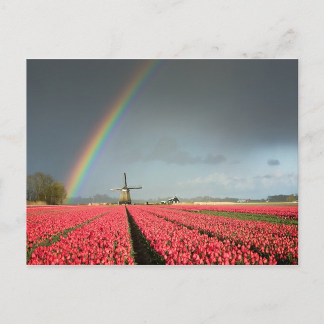 Rainbow, tulips and windmill postcard (Front)