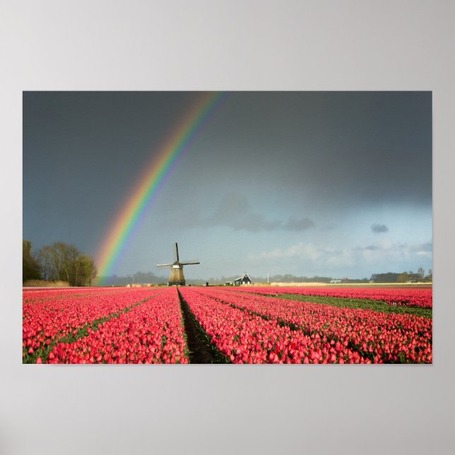 Rainbow, tulips and windmill poster (Front)