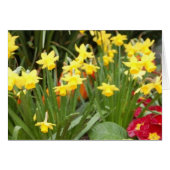 raindaffodils (Front Horizontal)