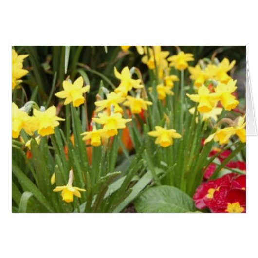 raindaffodils cards (Front Horizontal)