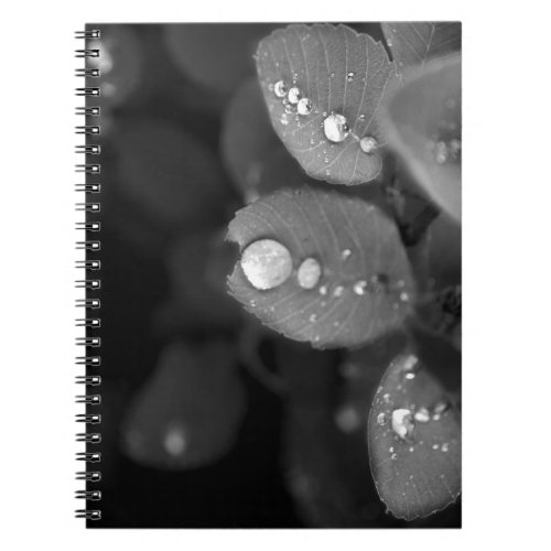 Raindrop on a Leaf Notebook