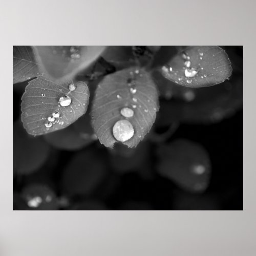Raindrop on a Leaf Poster