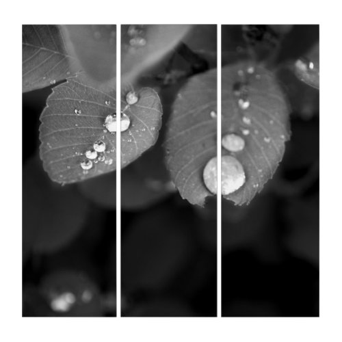 Raindrop on a Leaf Triptych