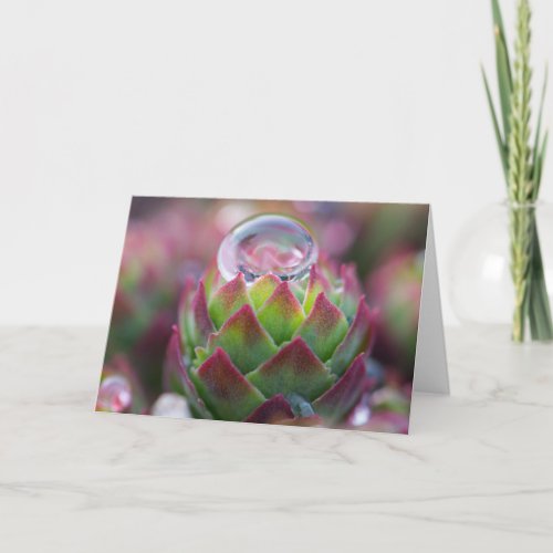 Raindrop on Succulent Card