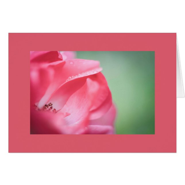 Raindrops on a rose cards (Front Horizontal)
