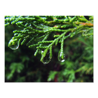 Raindrops on a tree branch (#2) photo print
