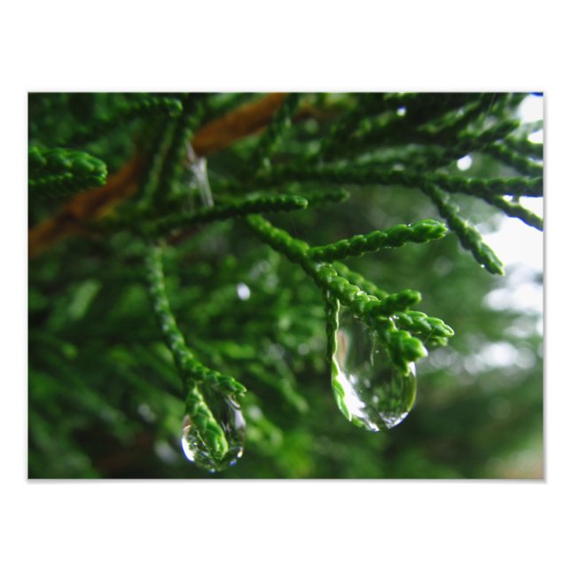 Raindrops on a tree branch photo print (Front)