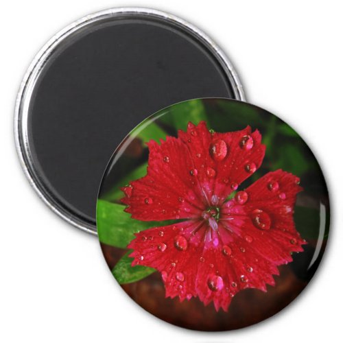 Raindrops on Beautiful Red Dianthus Flower Photo Magnet