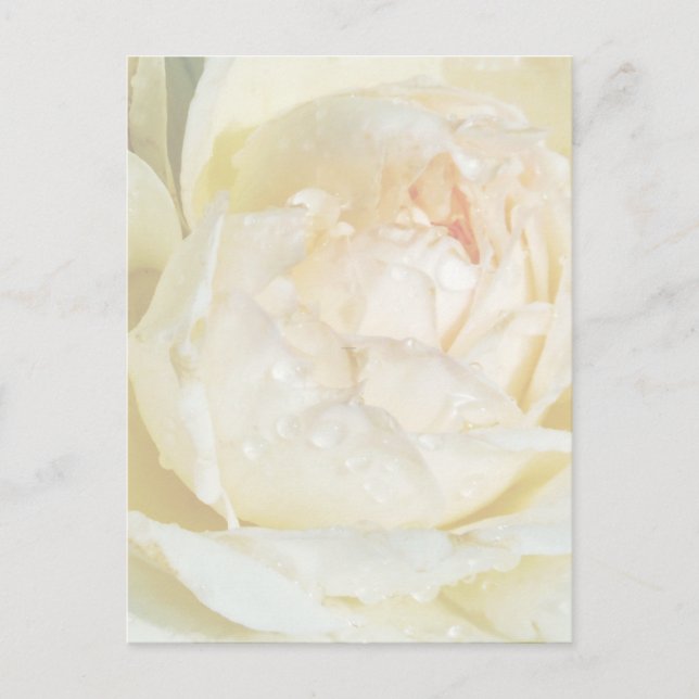 Raindrops on Champagne Blush  White Rose floral Po Postcard (Front)