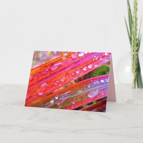 Raindrops on Colorful Grass Grasses Nature Card