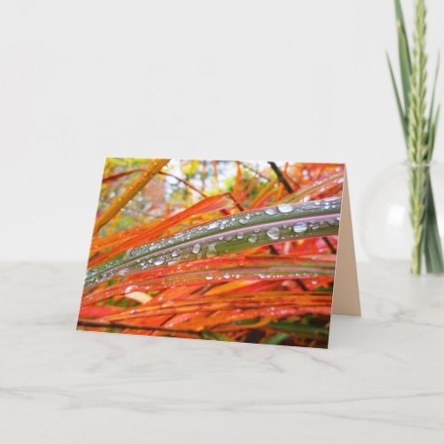 Raindrops on Colorful Ornamental Grass Nature Card