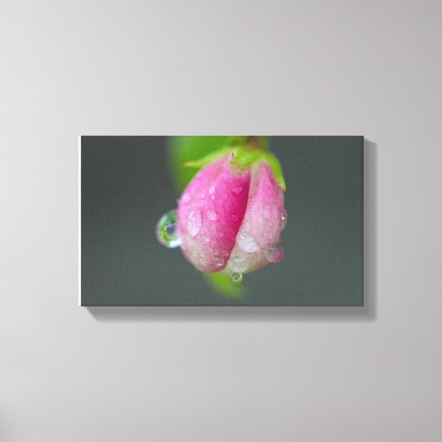 Raindrops On Crabapple Canvas Print (Front)