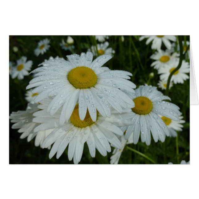 Raindrops on Daisies Wildflower Floral (Front Horizontal)