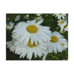 Raindrops on Daisies Wildflower Floral Postcard