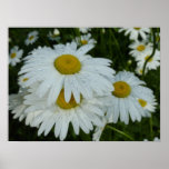 Raindrops on Daisies Wildflower Floral Poster