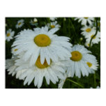 Raindrops on Daisies Wildflower Floral Poster