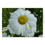 Raindrops on Daisy I Wildflower Floral
