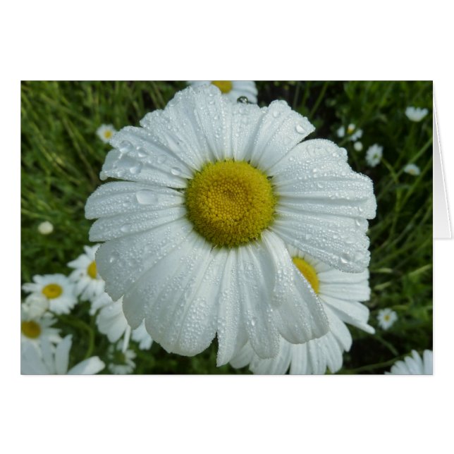 Raindrops on Daisy I Wildflower Floral Cards (Front Horizontal)