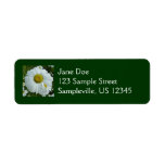 Raindrops on Daisy I Wildflower Floral Label