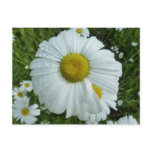 Raindrops on Daisy I Wildflower Floral Postcard