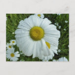 Raindrops on Daisy I Wildflower Floral Postcard
