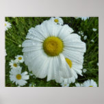 Raindrops on Daisy I Wildflower Floral Poster