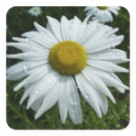 Raindrops on Daisy II Summer Wildflower Square Sticker