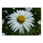 Raindrops on Daisy II Wildflower Floral