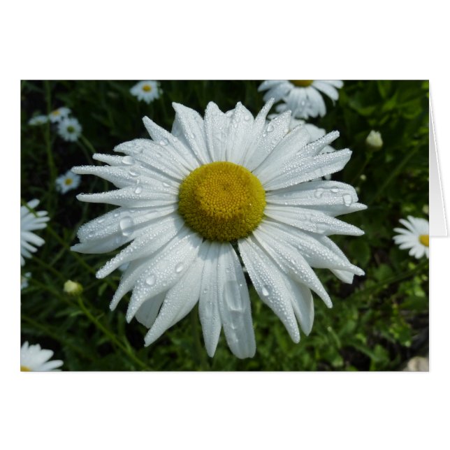 Raindrops on Daisy II Wildflower Floral (Front Horizontal)
