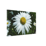 Raindrops on Daisy II Wildflower Floral Canvas Print