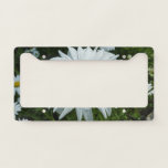 Raindrops on Daisy II Wildflower Floral License Plate Frame