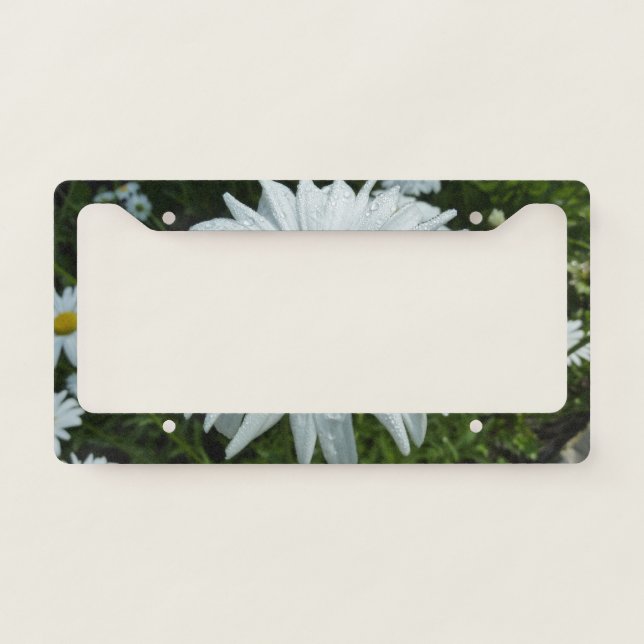 Raindrops on Daisy II Wildflower Floral License Plate Frame (Front)