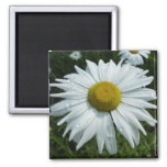 Raindrops on Daisy II Wildflower Floral Magnet