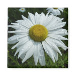 Raindrops on Daisy II Wildflower Floral Magnet