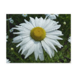 Raindrops on Daisy II Wildflower Floral Postcard