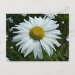 Raindrops on Daisy II Wildflower Floral Postcard