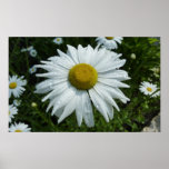 Raindrops on Daisy II Wildflower Floral Poster