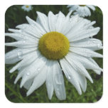 Raindrops on Daisy II Wildflower Floral Square Sticker