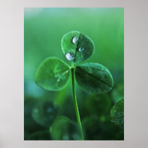 Raindrops on Green Clover Leaves Macro