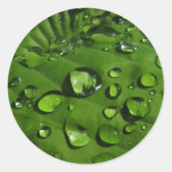 Raindrops On Green Leaf Stickers by debinSC at Zazzle