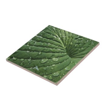 Raindrops On Hosta Leaf Ceramic Tile by Bebops at Zazzle