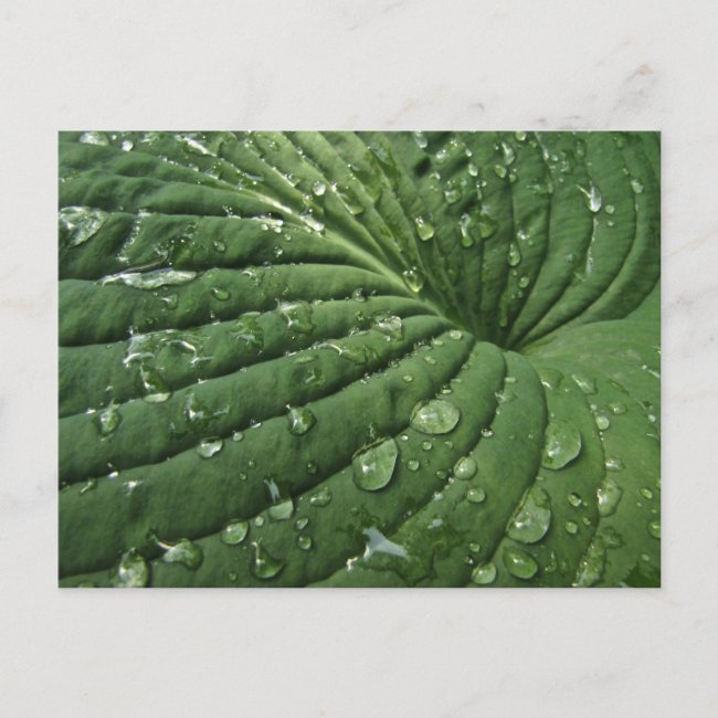 Raindrops on Hosta Leaf Postcard