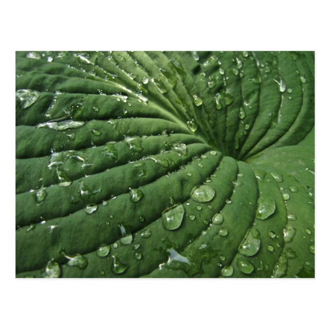 Raindrops on Hosta Leaf Postcard