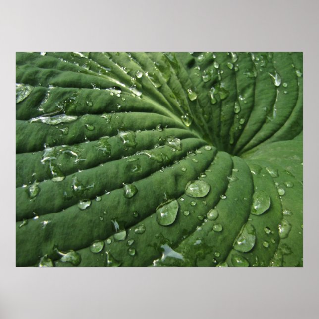 Raindrops on Hosta Leaf Poster (Front)