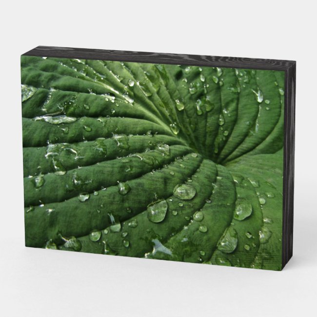 Raindrops on Hosta Leaf Wooden Box Sign